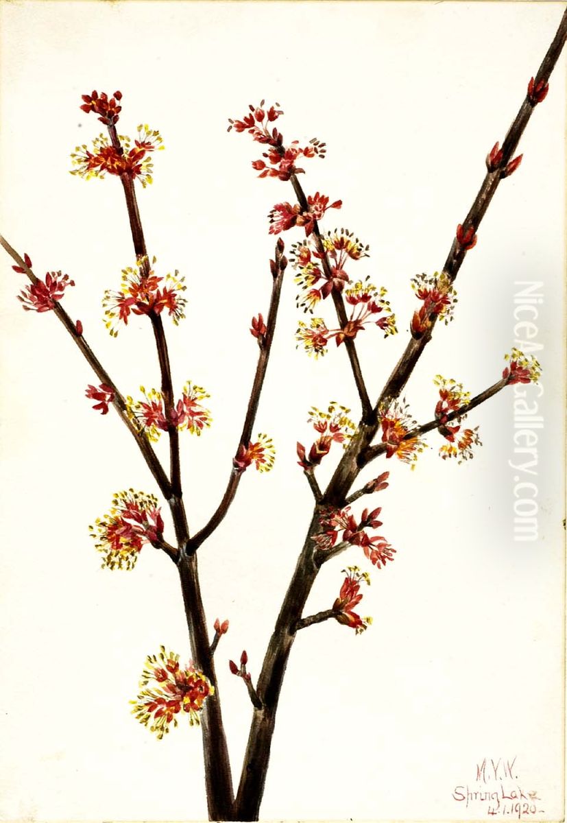 Red Maple (Acer rubrum) Oil Painting by Mary Vaux Walcott