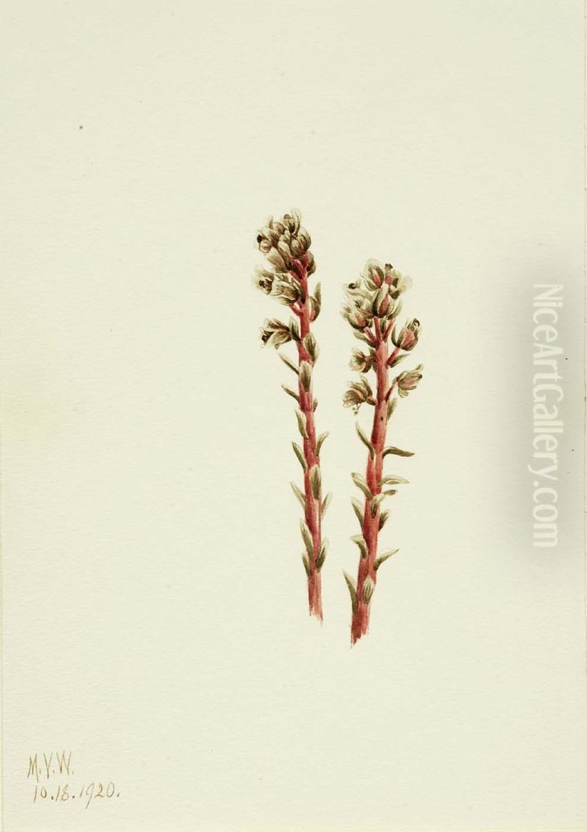 Red Pinesap (Hypopitys lanuginosa) Oil Painting by Mary Vaux Walcott