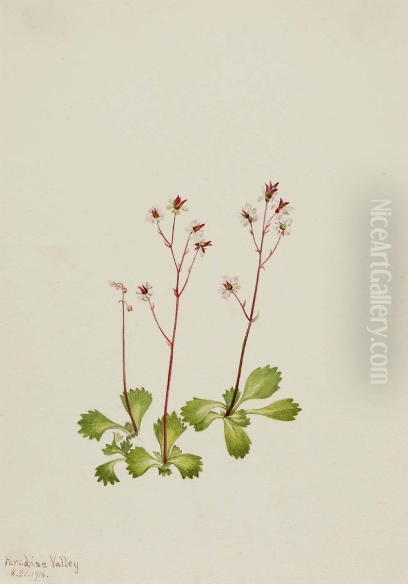 Redstem Saxifrage (Saxifraga lyallii) Oil Painting by Mary Vaux Walcott