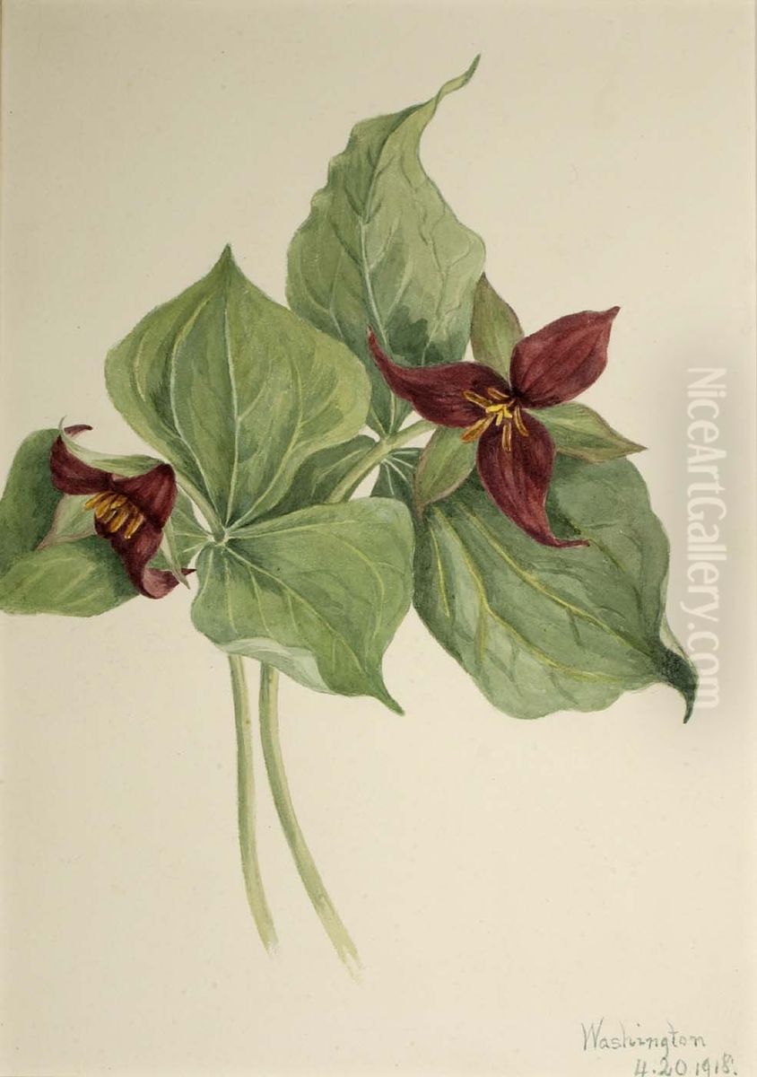 Red Trillium (Trillium erectum) Oil Painting by Mary Vaux Walcott