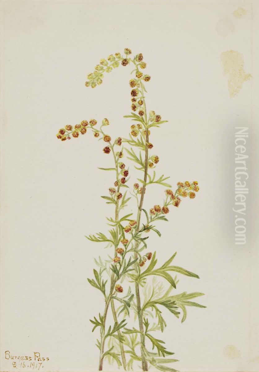 Rock Wormwood (Artemisia discolor) Oil Painting by Mary Vaux Walcott
