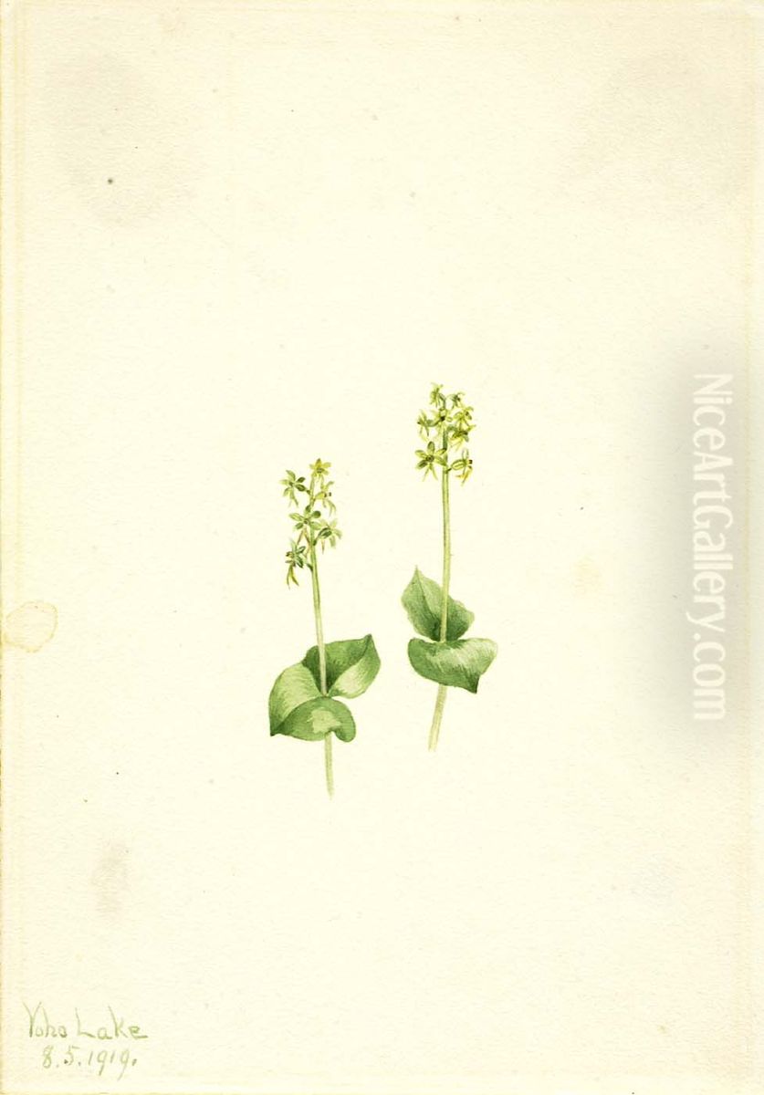 Rocky Mountain Twayblade (Ophrys necrophylla) Oil Painting by Mary Vaux Walcott