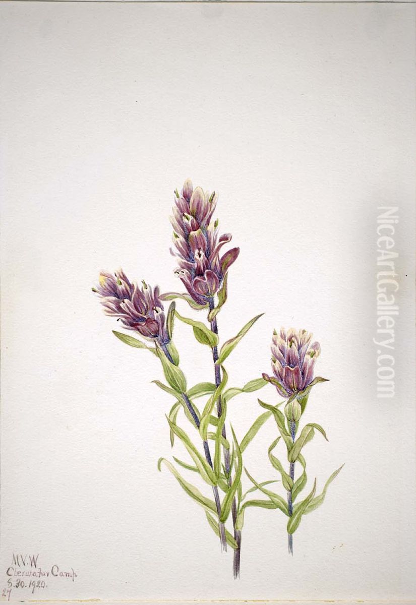 Rose Paintbrush (Castilleja pallida) Oil Painting by Mary Vaux Walcott