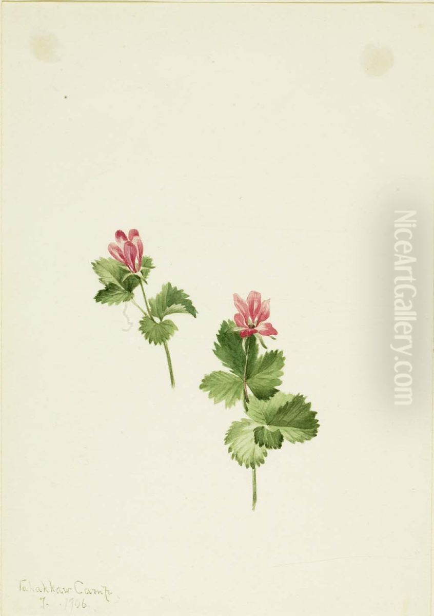 Rubus articus Oil Painting by Mary Vaux Walcott