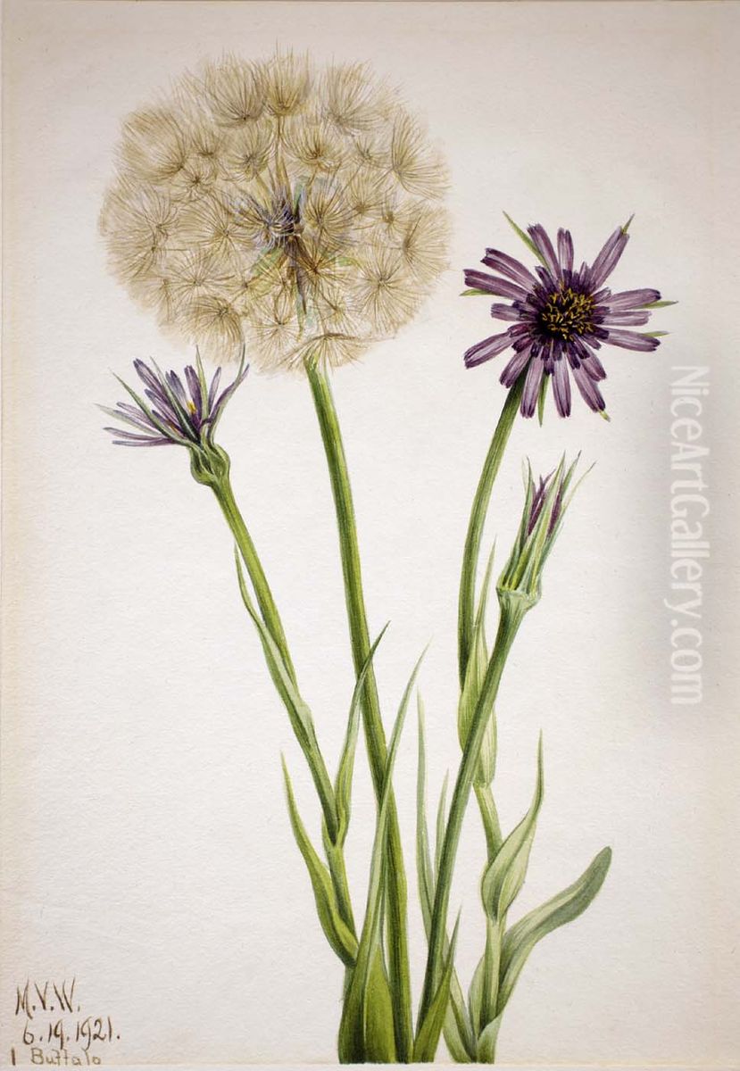 Salsify (Tragopogon porrifolius) Oil Painting by Mary Vaux Walcott