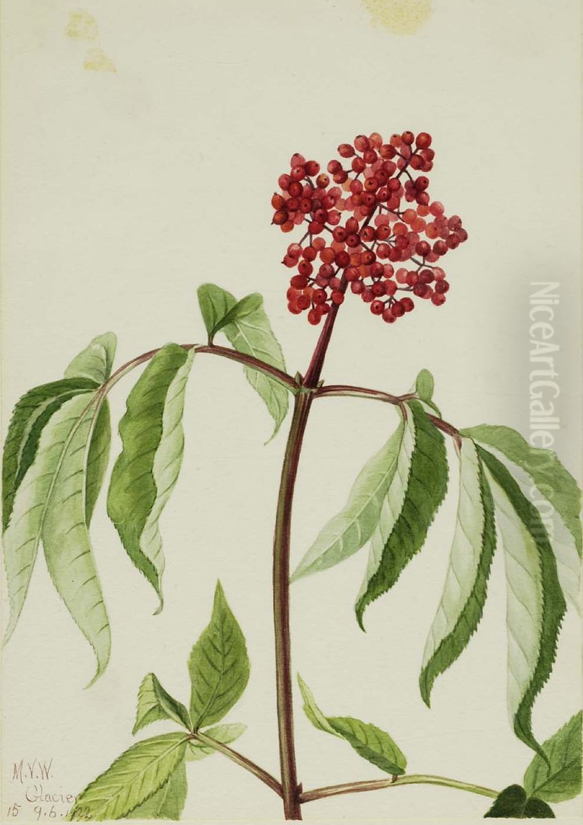 Scarlet Elder (Sambucus pubens) Oil Painting by Mary Vaux Walcott