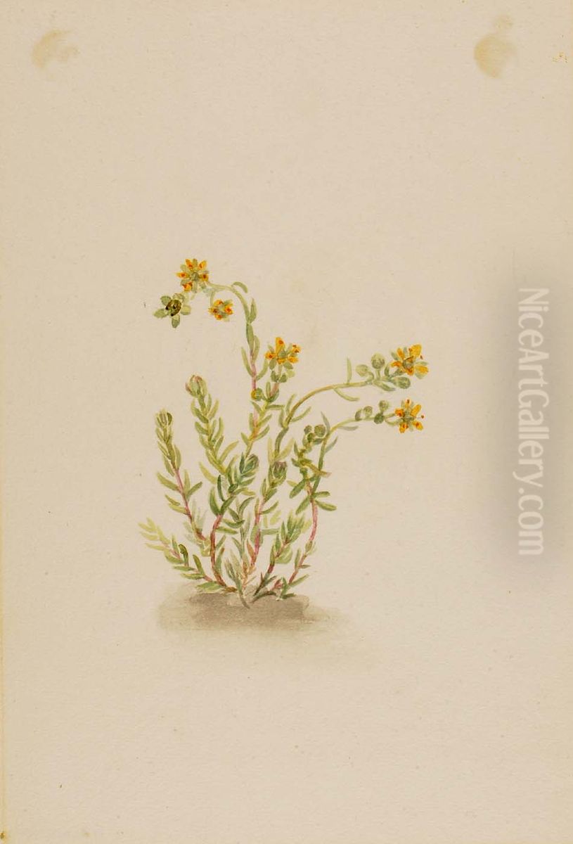 Sedum stenopetalum Oil Painting by Mary Vaux Walcott