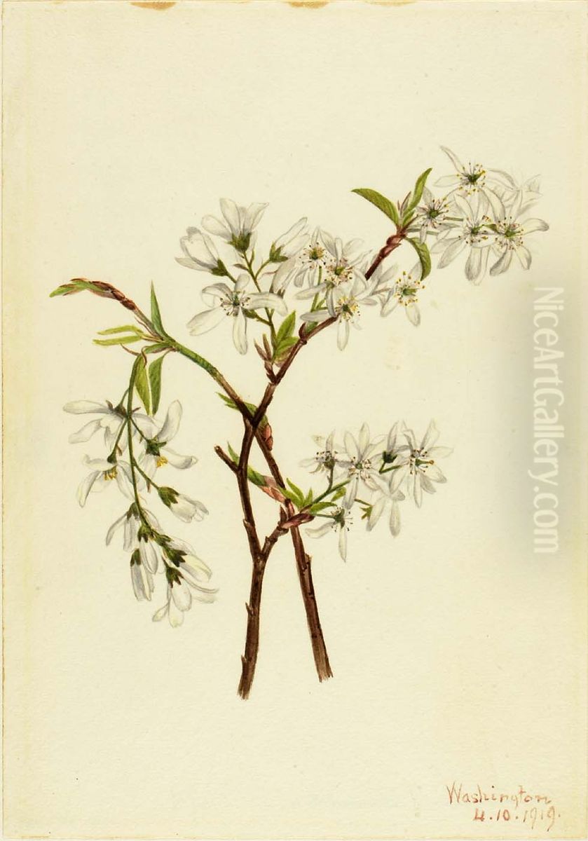 Shadbush (Amelianchier oblongifolia) Oil Painting by Mary Vaux Walcott