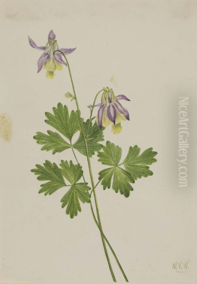 Shortspur Columbine (Aquilegia brevistyla) Oil Painting by Mary Vaux Walcott
