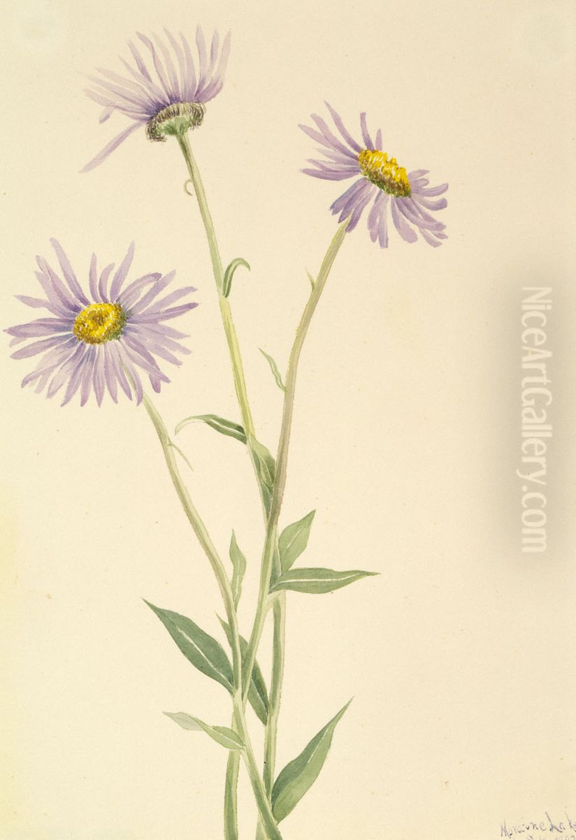 Showy Fleabane (Erigeron salsuginosus) Oil Painting by Mary Vaux Walcott