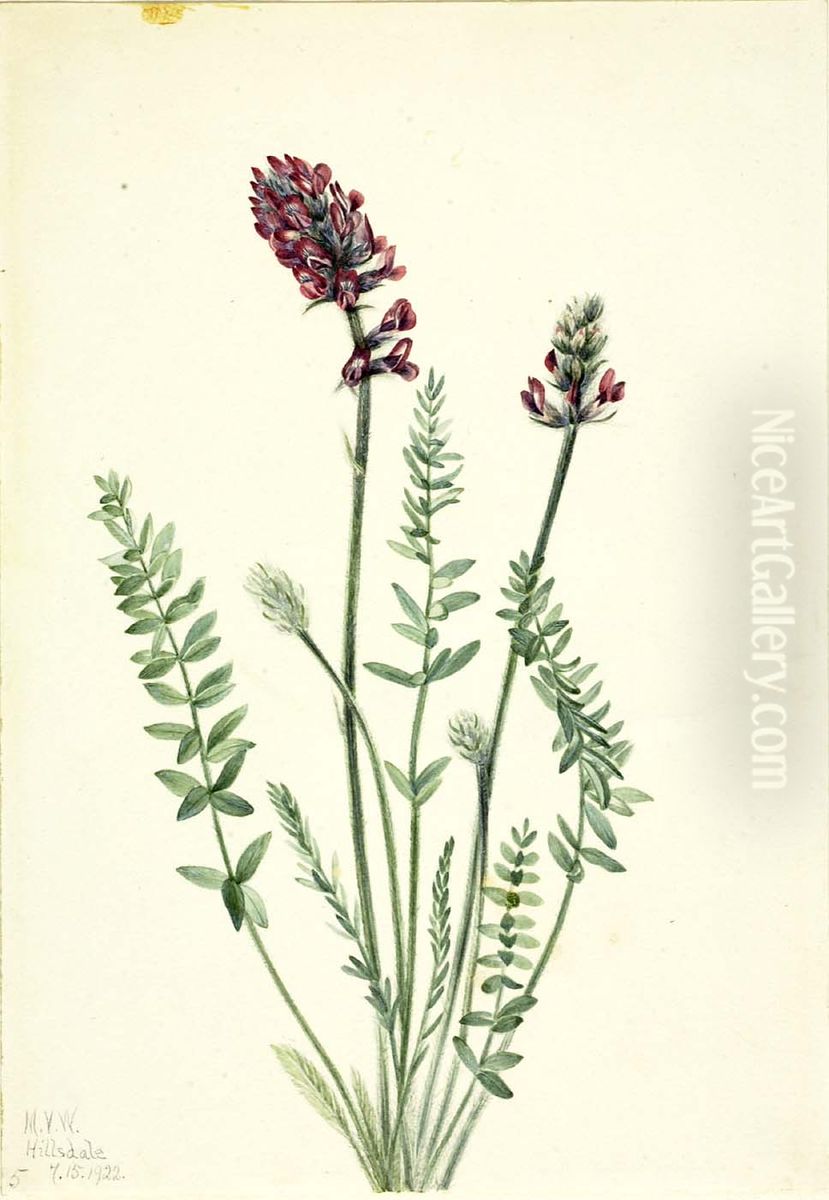 Showy Oxytrope (Oxytropis splendens) Oil Painting by Mary Vaux Walcott