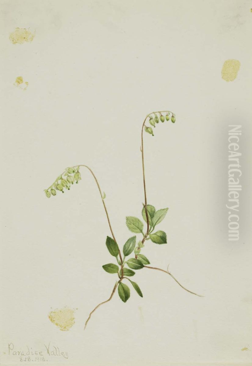 Sidebells Pyrola (Pyrola secunda) Oil Painting by Mary Vaux Walcott