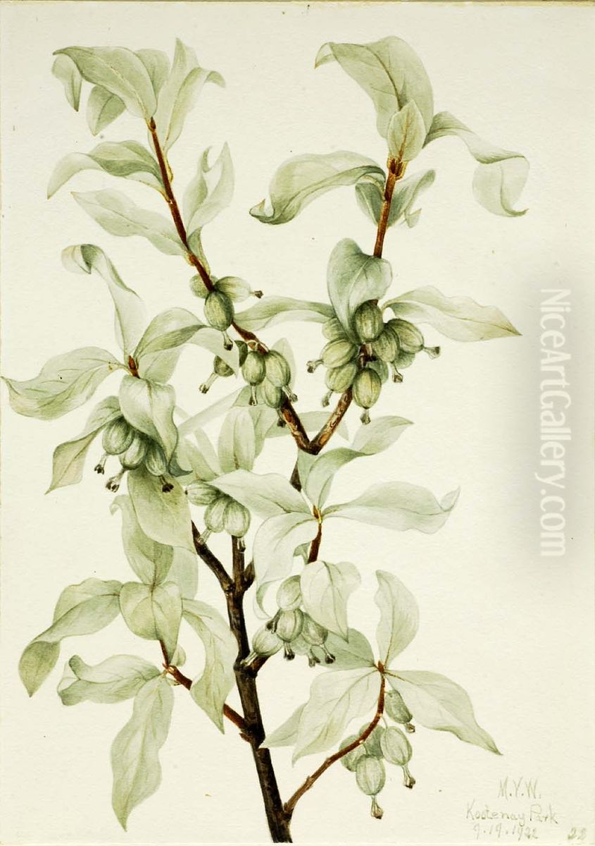 Silverberry (Elaeagnus commutata) Oil Painting by Mary Vaux Walcott