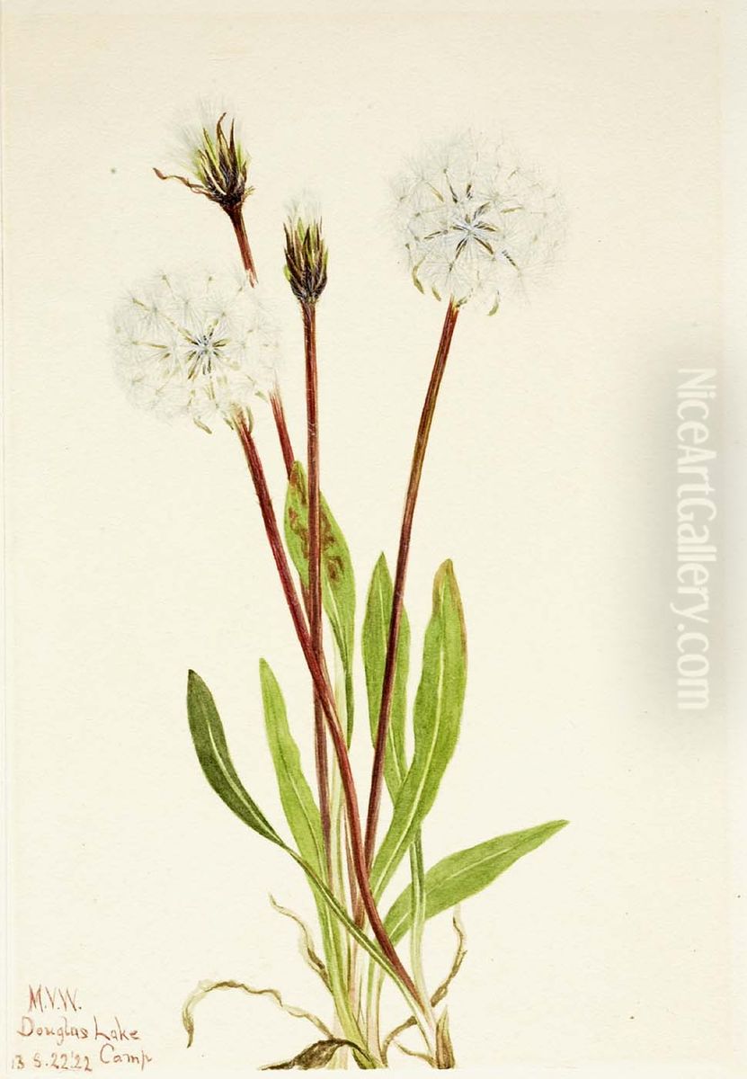 Slender Agoseris (Agoseris gracilens) Oil Painting by Mary Vaux Walcott