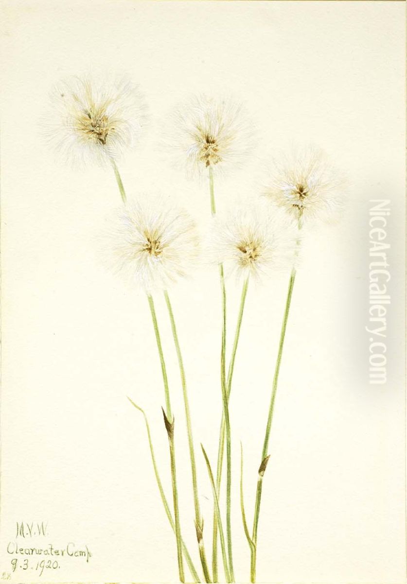 Slender Cotton-Grass (Eriophorum chamissonis) Oil Painting by Mary Vaux Walcott