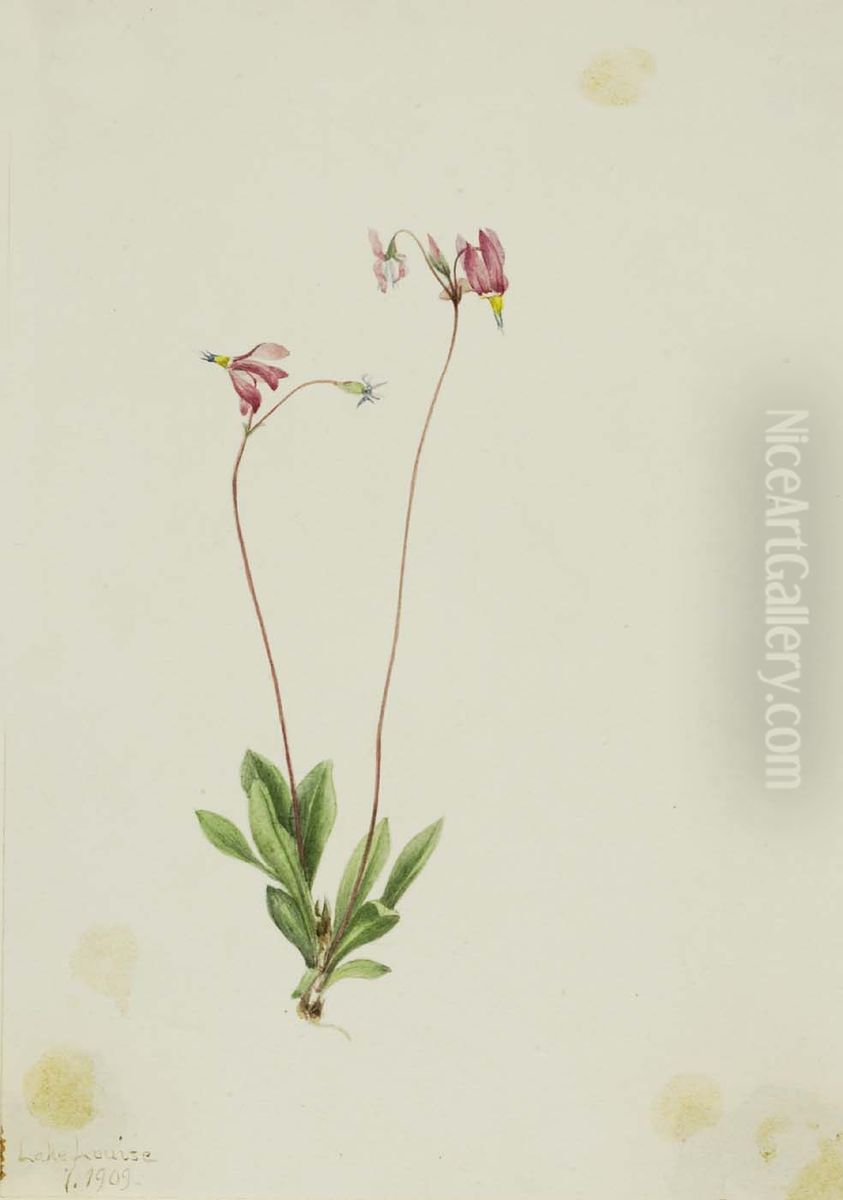 Slender Shootingstar (Dodecatheon pauciflorum) Oil Painting by Mary Vaux Walcott