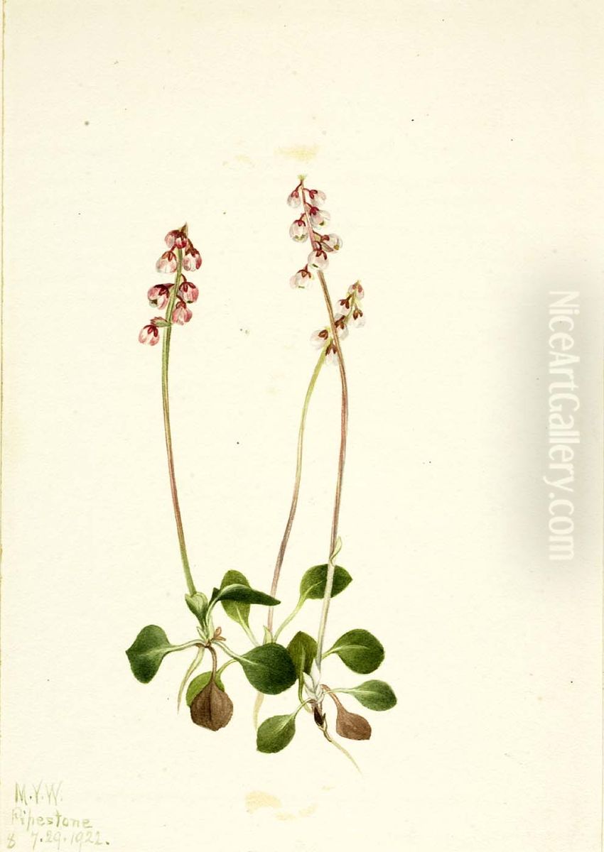 Small Pyrola (Pyrola minor) Oil Painting by Mary Vaux Walcott