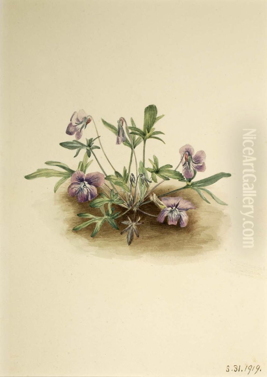 Southern Coast Violet (Viola septemloba) Oil Painting by Mary Vaux Walcott