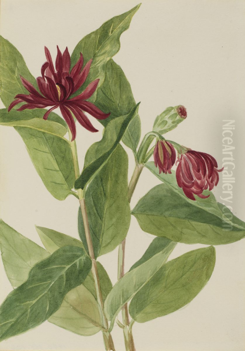 Spicebush (Calycanthus occidentalis) Oil Painting by Mary Vaux Walcott