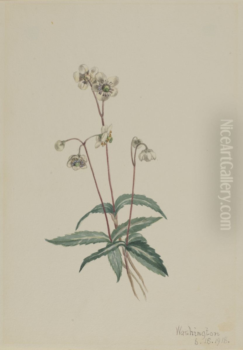 Spotted Pipsissewa (Chimaphila maculata) Oil Painting by Mary Vaux Walcott