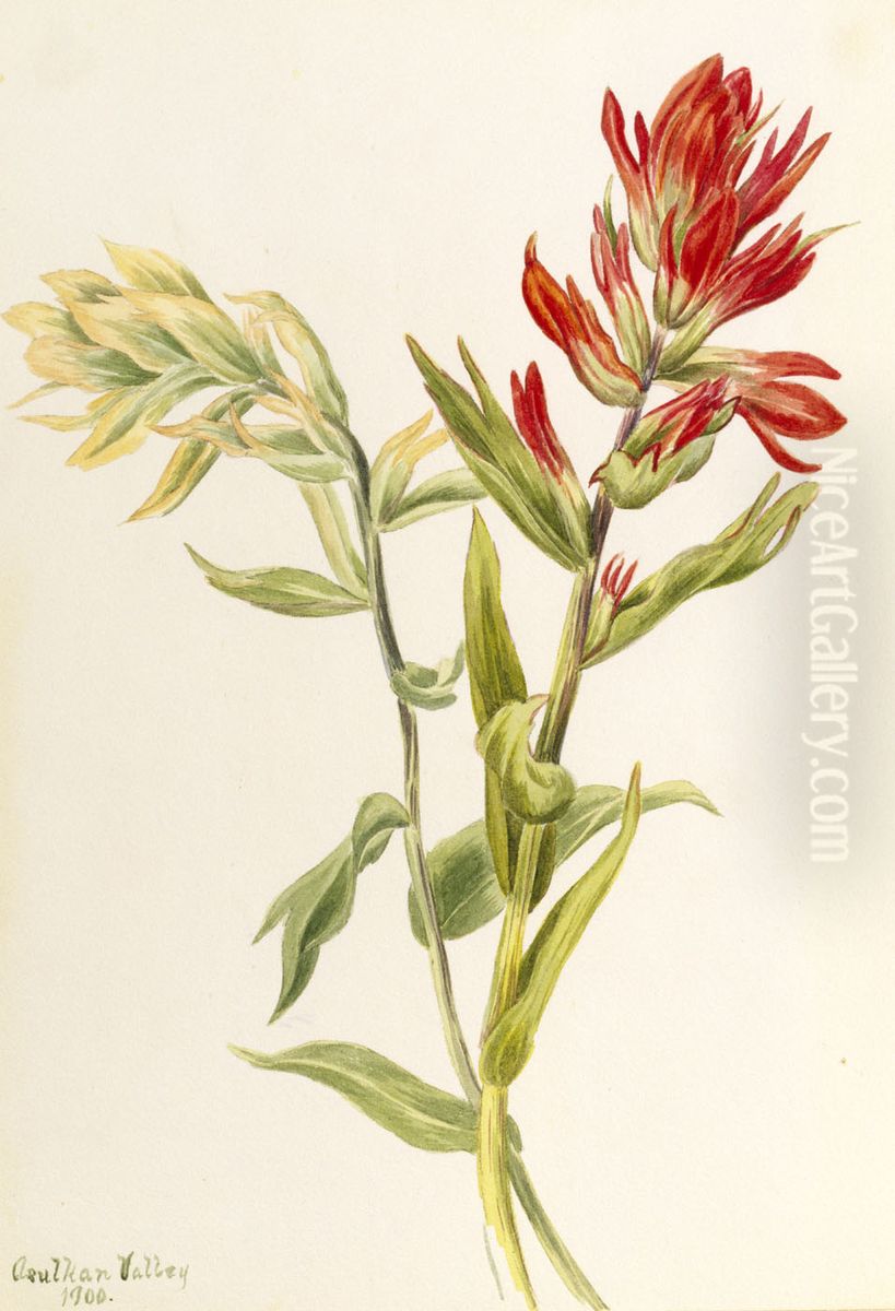 Stachys palustria Oil Painting by Mary Vaux Walcott