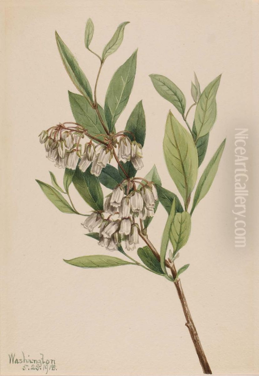 Stagger-Bush (Pieris mariana) Oil Painting by Mary Vaux Walcott
