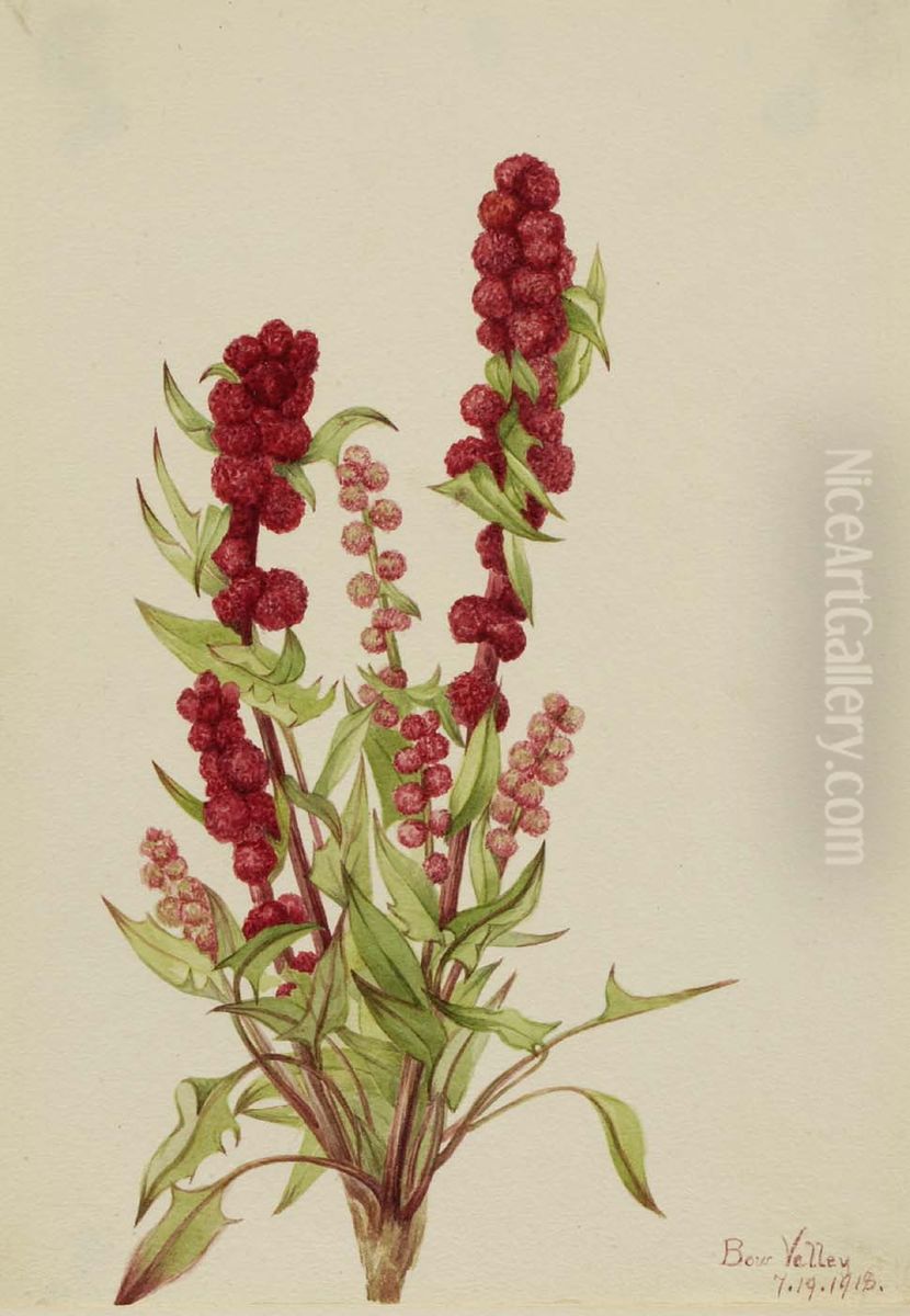 Strawberry-Blite (Chenopodium capitatum) Oil Painting by Mary Vaux Walcott