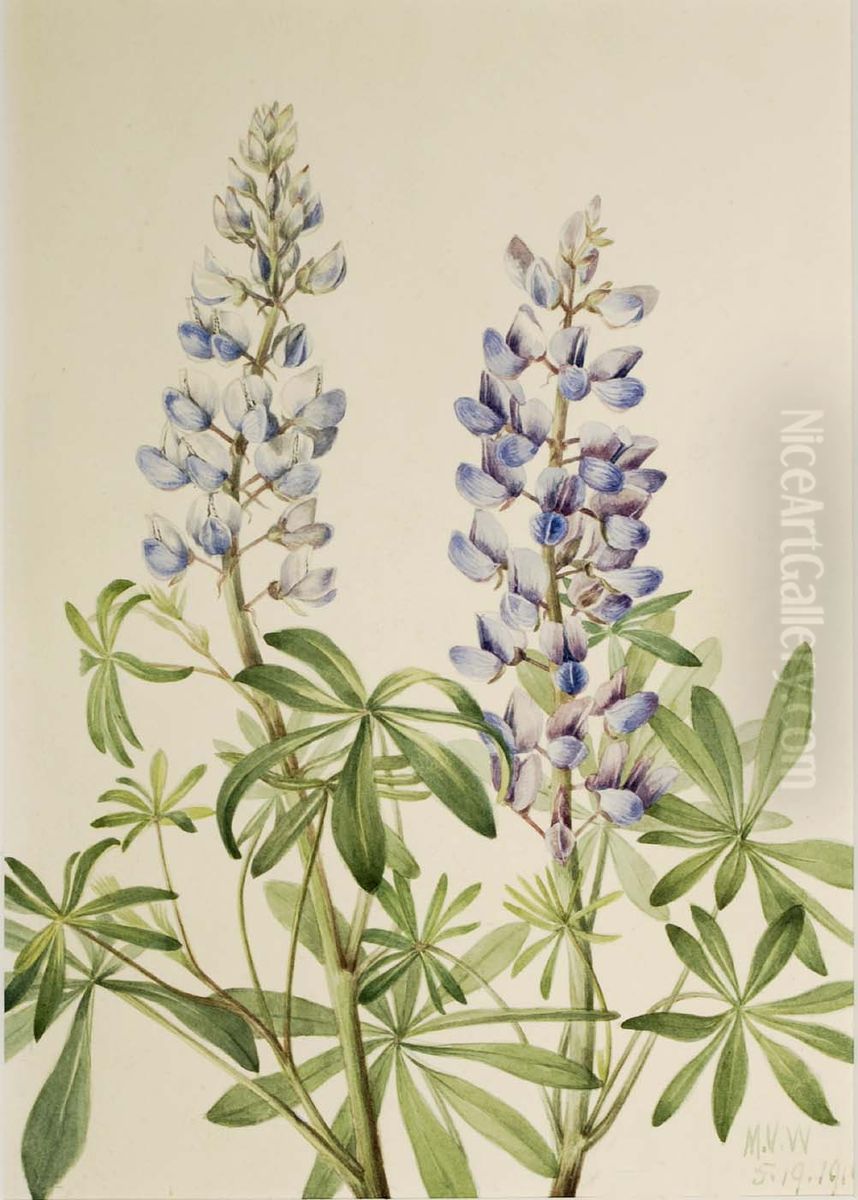 Sun Dial Lupine (Lupinus perennis) Oil Painting by Mary Vaux Walcott