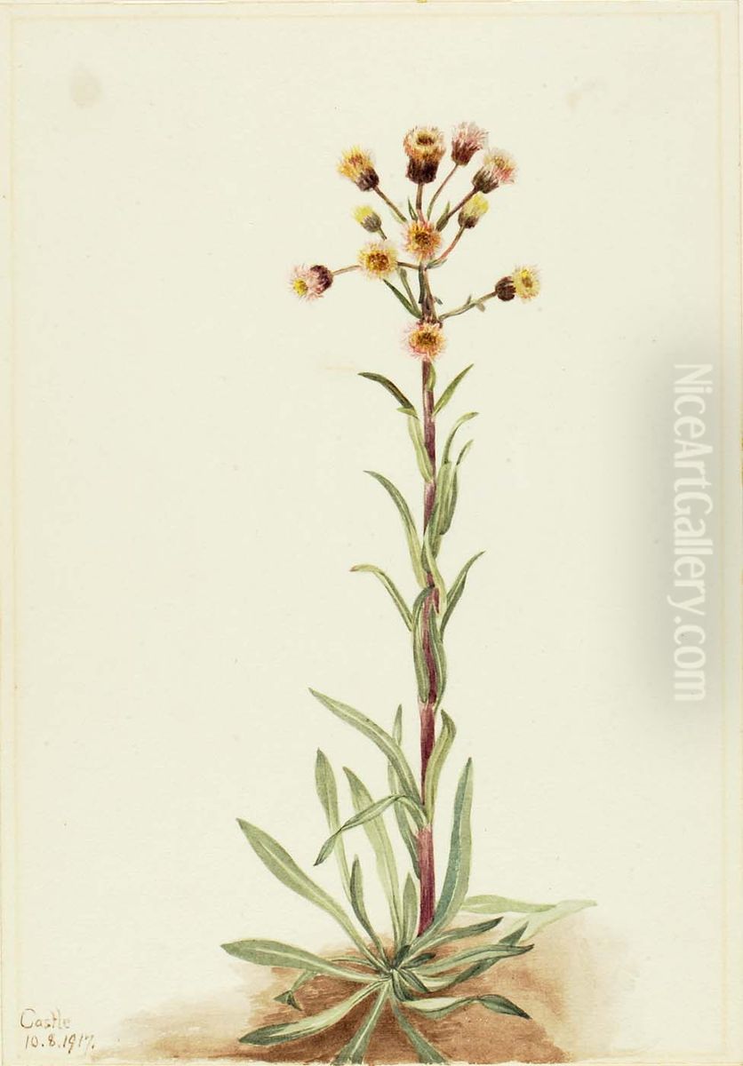 Tall Fleabane (Erigeron acris) Oil Painting by Mary Vaux Walcott