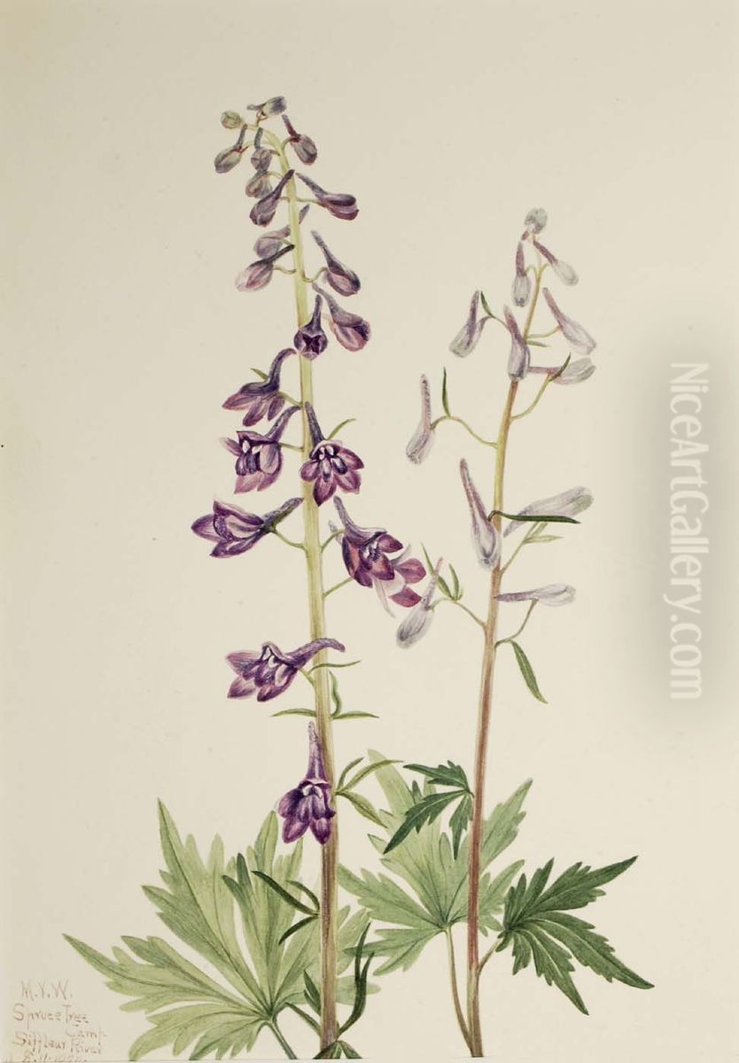 Tall Larkspur (Delphinium elongatum) Oil Painting by Mary Vaux Walcott