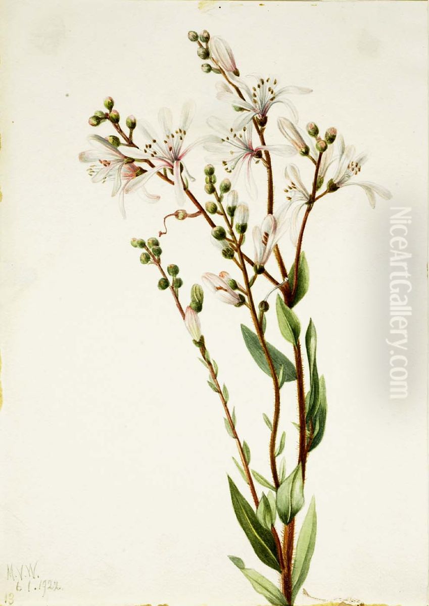 Tarflower (Befaria racemosa) Oil Painting by Mary Vaux Walcott