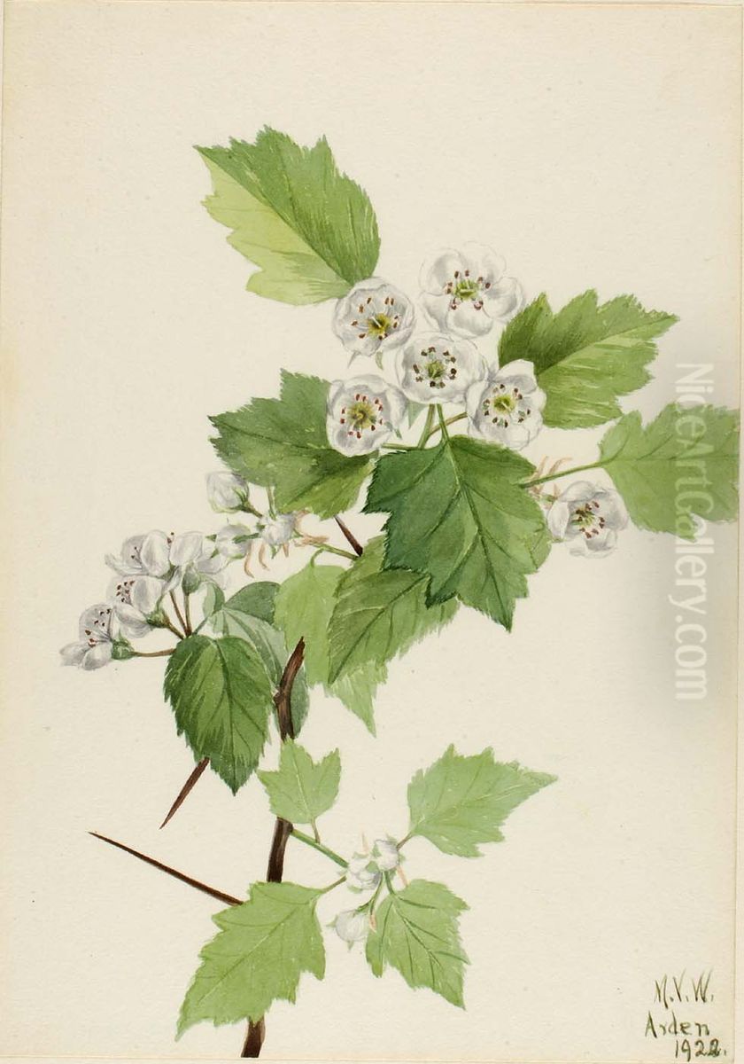 Thicket Hawthorn (Crataegus coccinea) Oil Painting by Mary Vaux Walcott