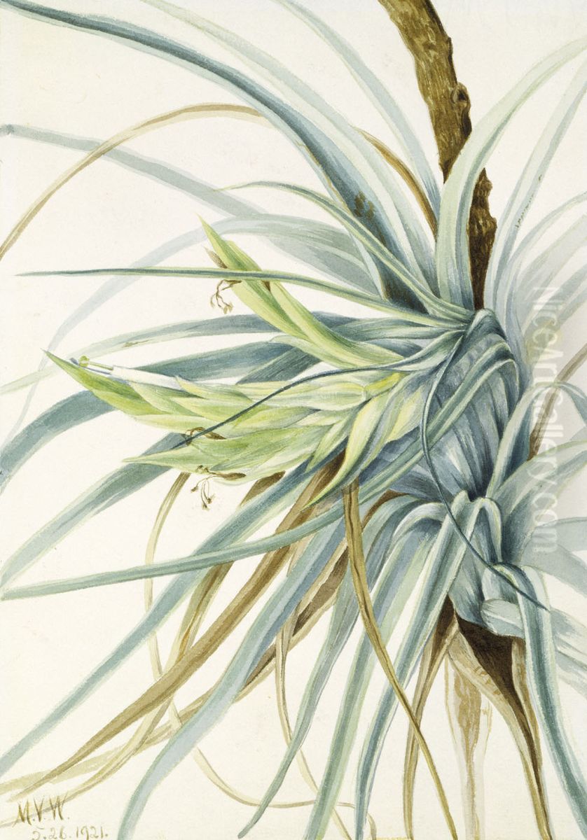 Wild Pineapple (Tillandsia fasciculata) Oil Painting by Mary Vaux Walcott