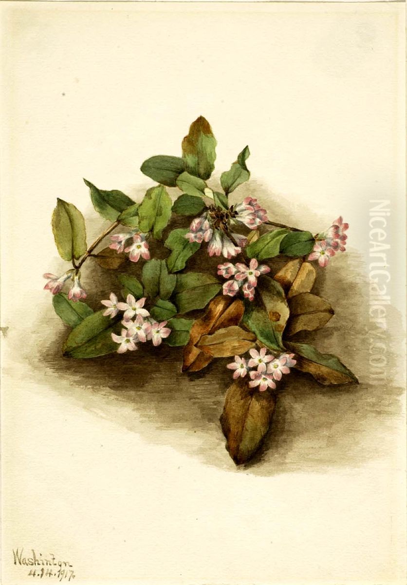 Trailing Arbutus (Epigaea repens) Oil Painting by Mary Vaux Walcott