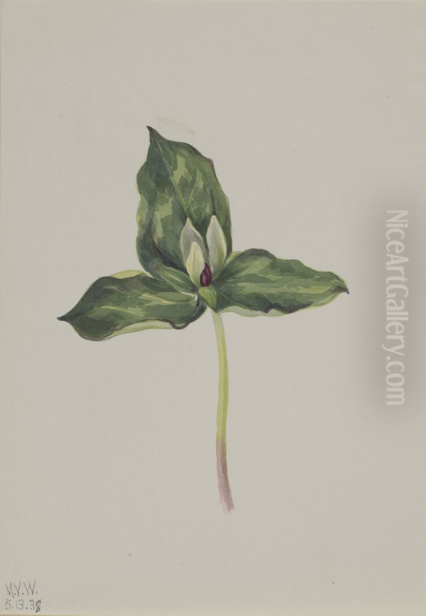 Trillium discolor Oil Painting by Mary Vaux Walcott