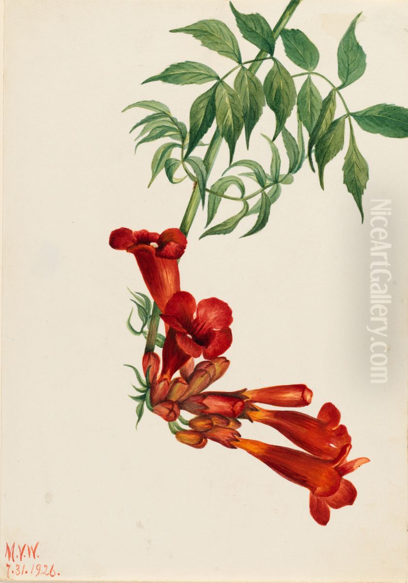 Trumpet Creeper (Bignonia radicans) Oil Painting by Mary Vaux Walcott