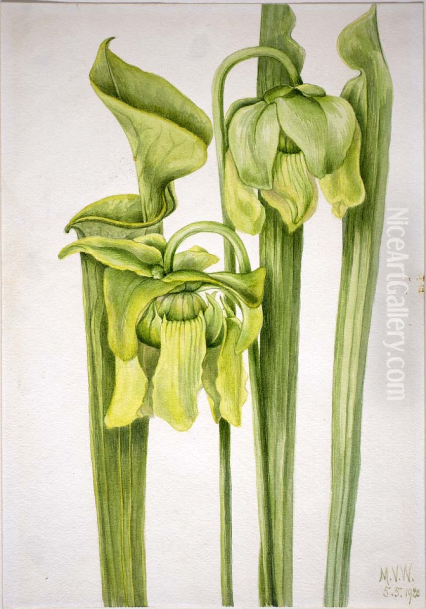 Trumpetleaf (Sarracenia flava) Oil Painting by Mary Vaux Walcott
