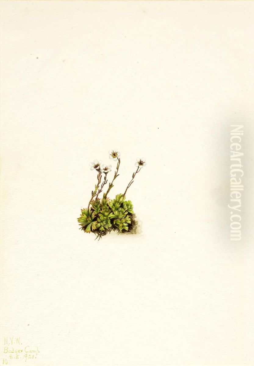 Tufted Saxifrage (Saxifraga caespitosa) Oil Painting by Mary Vaux Walcott