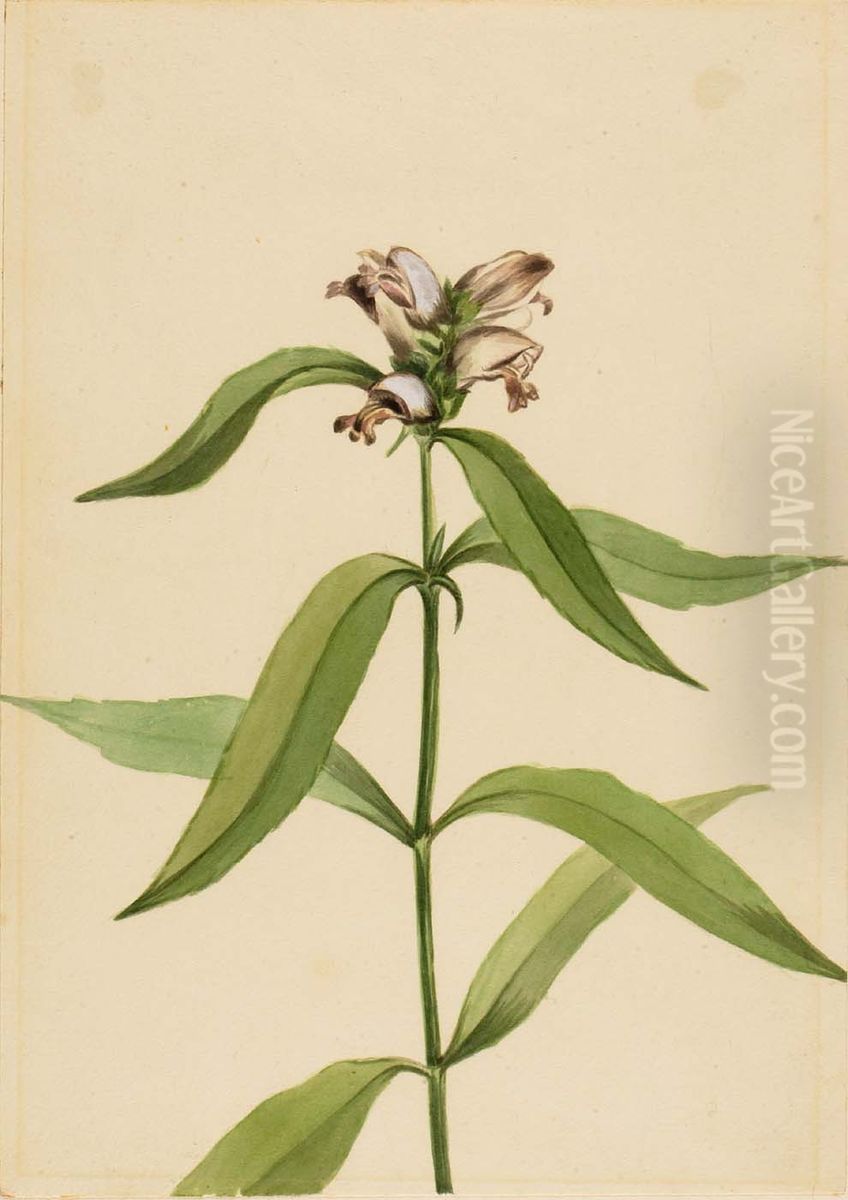 Turtlehead (Chelone glabra) Oil Painting by Mary Vaux Walcott