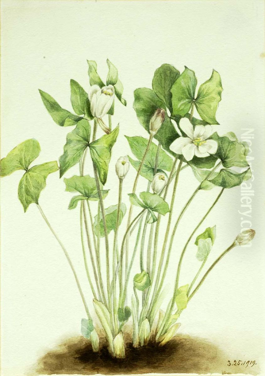 Twinleaf (Jeffersonia diphylla) Oil Painting by Mary Vaux Walcott