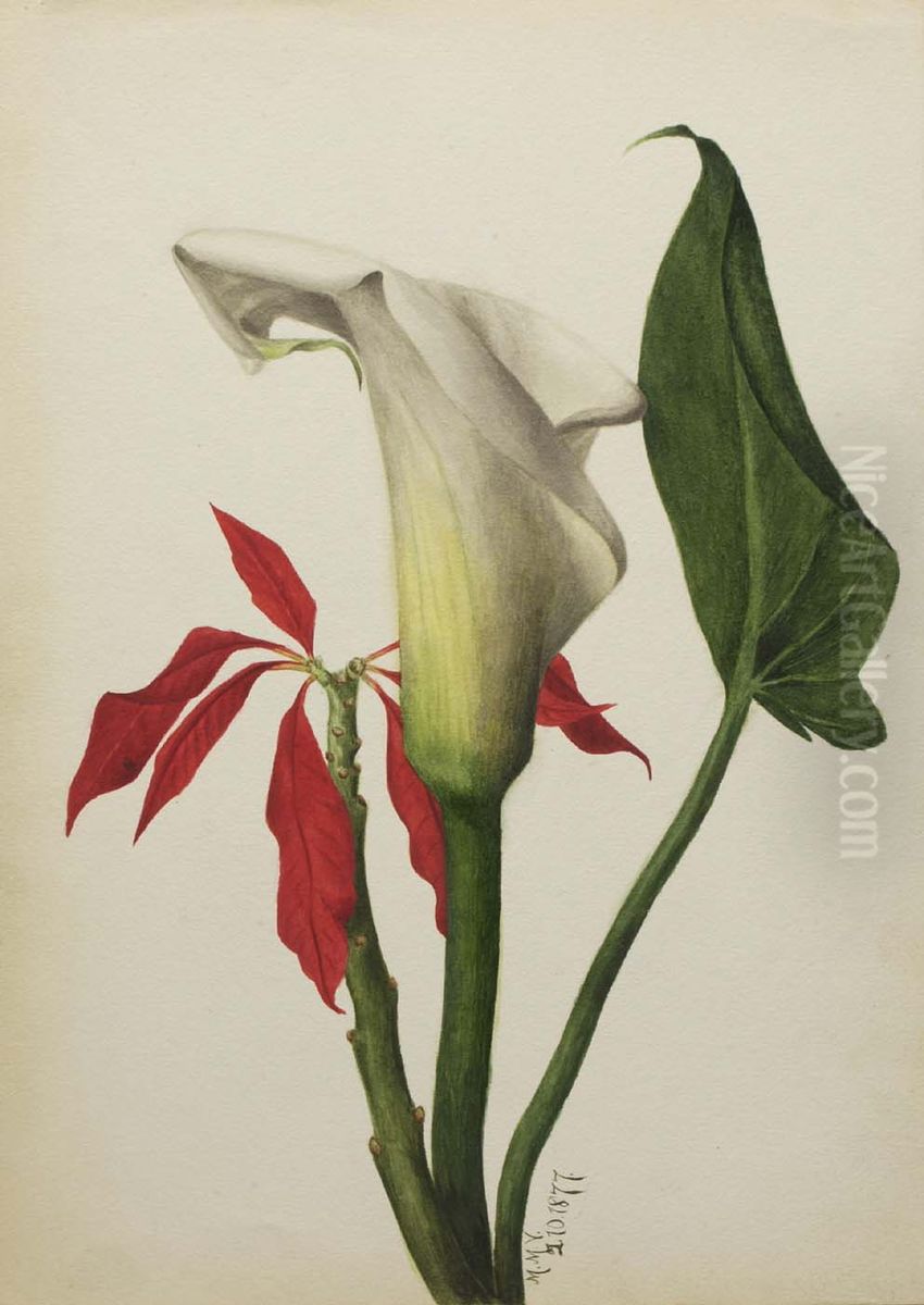 Untitled (Calla Lily) Oil Painting by Mary Vaux Walcott