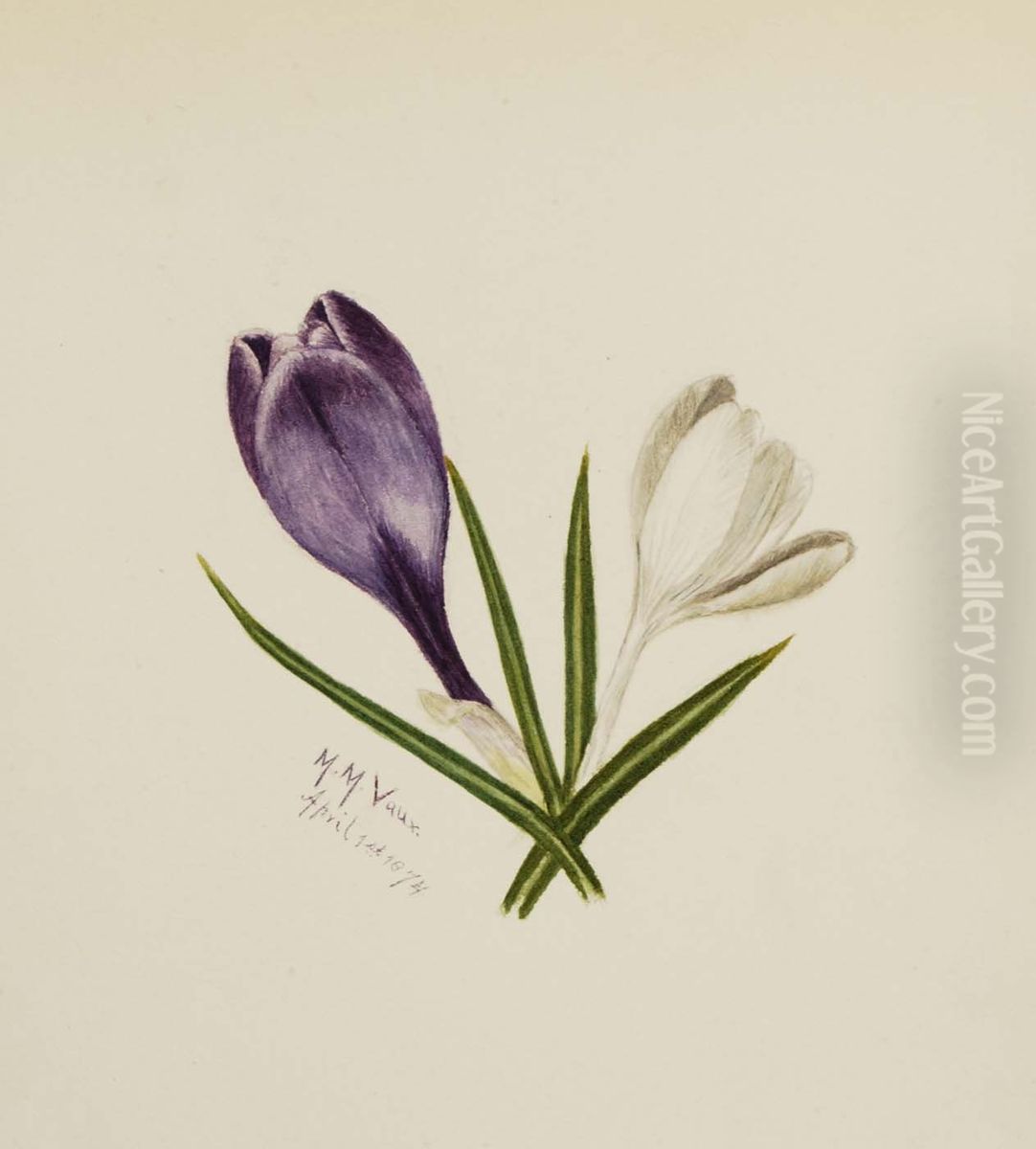 Untitled (Crocuses) Oil Painting by Mary Vaux Walcott