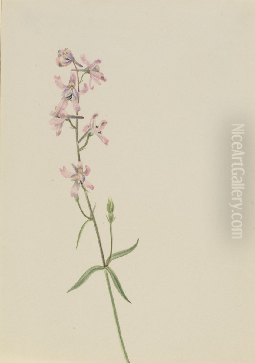 Untitled--Plant Study Oil Painting by Mary Vaux Walcott