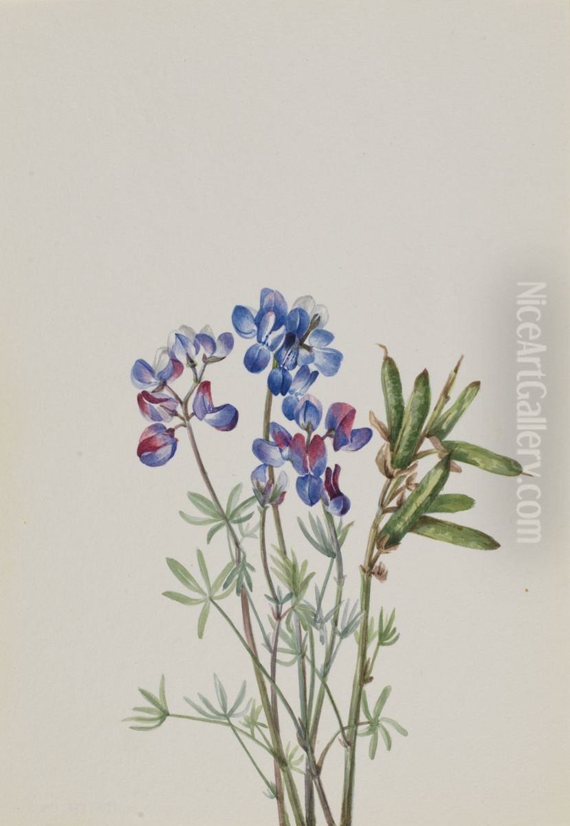 Untitled--Plant Study Oil Painting by Mary Vaux Walcott