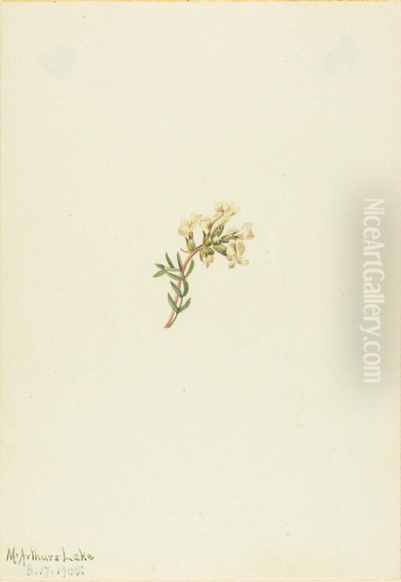 Untitled--Flower Study Oil Painting by Mary Vaux Walcott