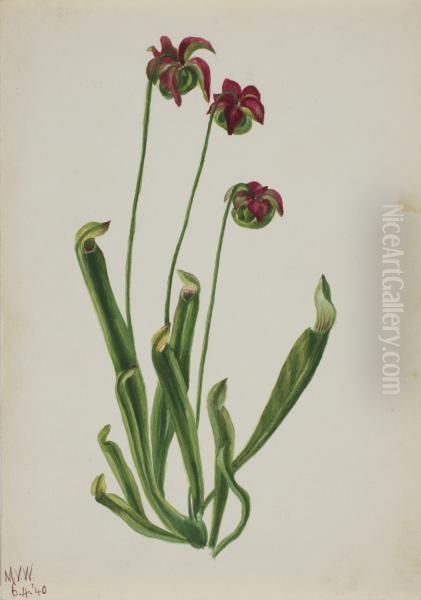 (Untitled--Flower Study) 1970.355.741_2 Oil Painting by Mary Vaux Walcott