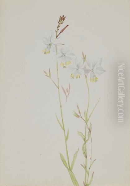 (Untitled--Flower Study) 1970.355.743_2 Oil Painting by Mary Vaux Walcott