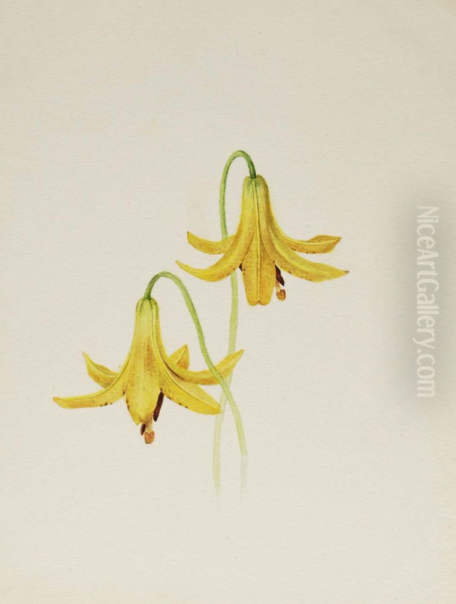 (Untitled--Flower Study) Oil Painting by Mary Vaux Walcott