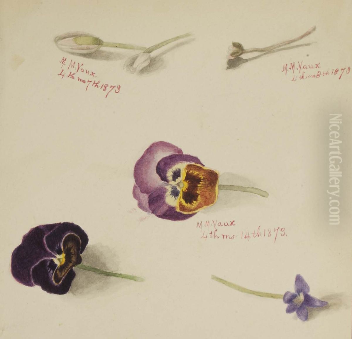 (Untitled--Flower Study) Oil Painting by Mary Vaux Walcott