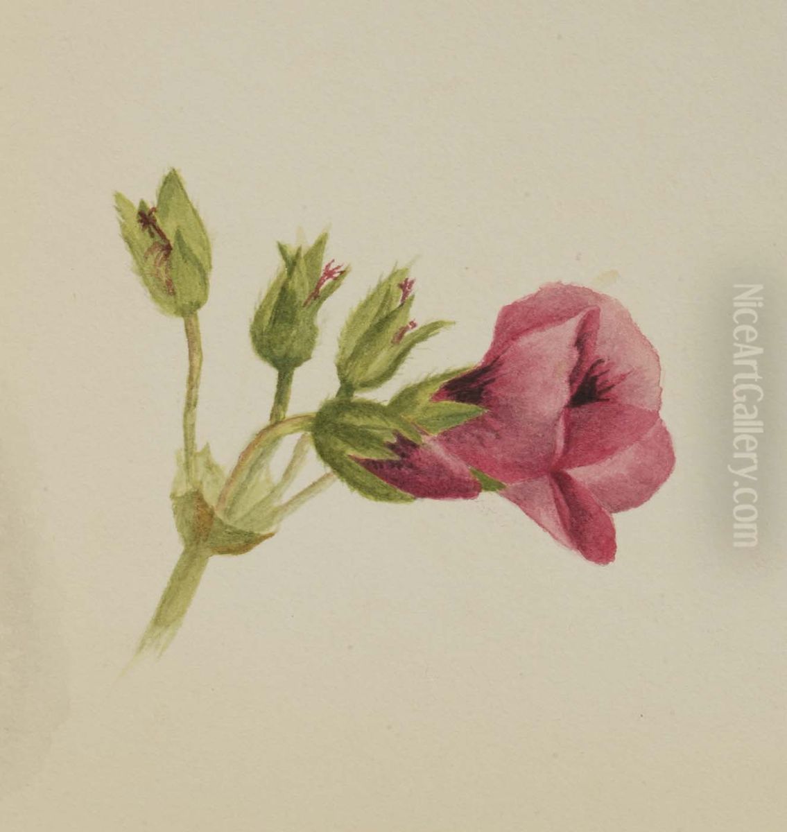 (Untitled) Oil Painting by Mary Vaux Walcott